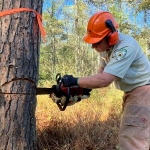 Forestry at West Virginia State Parks