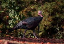 2025 wild turkey hunting season in West Virginia to launch October 11 Brett McMillion, director of the W.Va. DNR, says he hopes more wild turkeys appear on dining room tables throughout West Virginia this Thanksgiving. (Photo: W.Va. Dept. of Commerce)