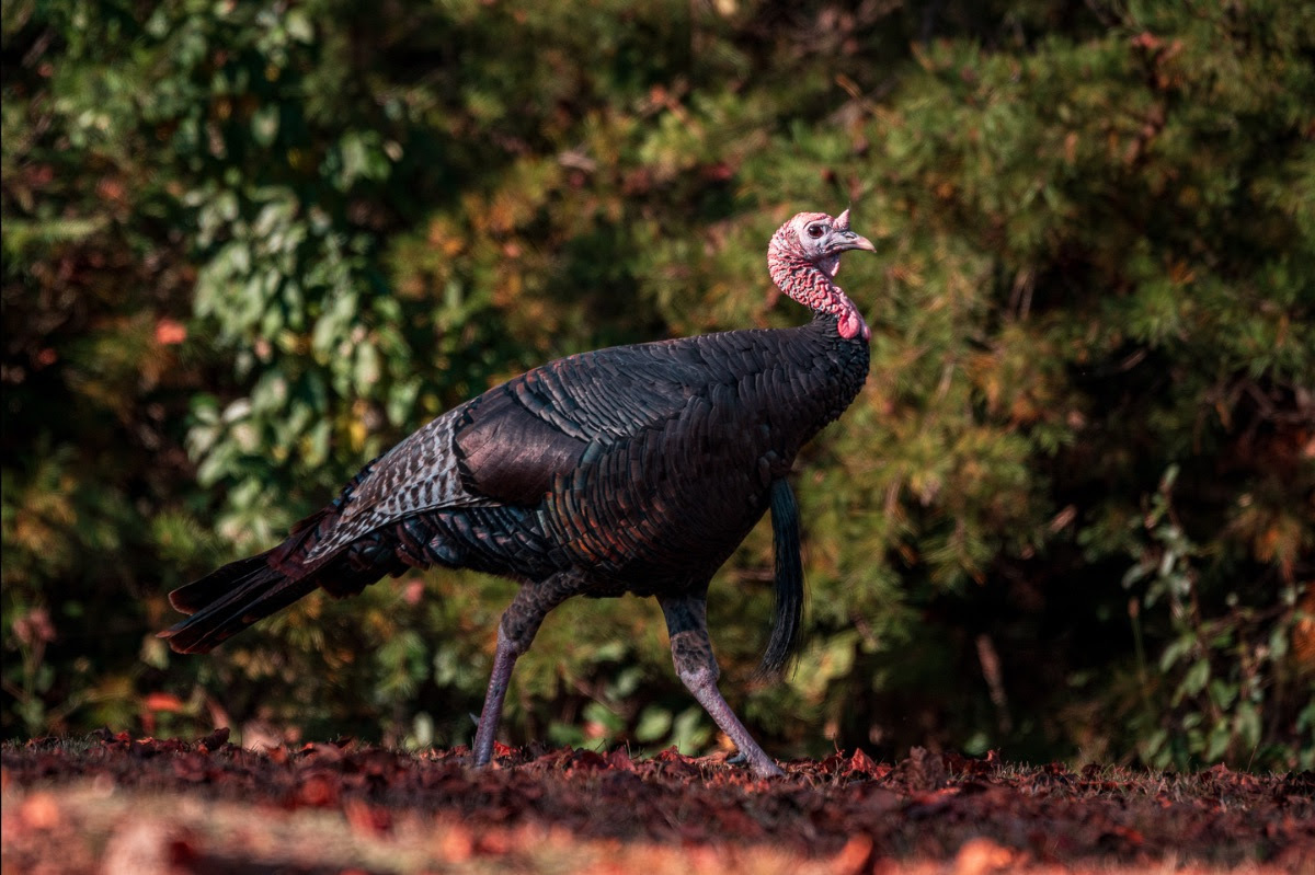 2025 wild turkey hunting season in West Virginia to launch October 11