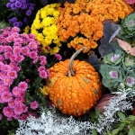 keep fall mums blooming