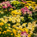 keep fall mums blooming longer