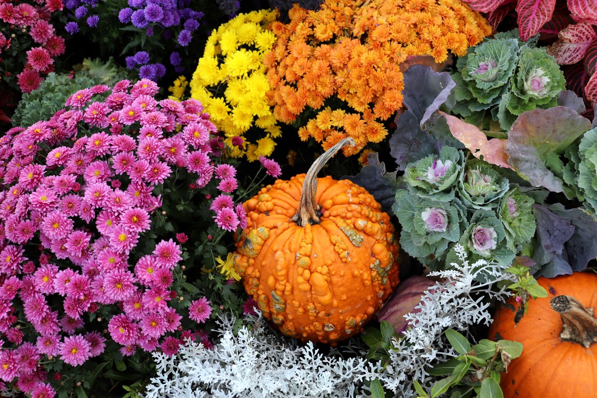 West Virginia University expert shares tips to keep fall mums blooming longer