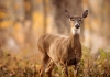 West Virginia governor declares November wild game meat donation month Hunters Helping the Hungry in West Virginia