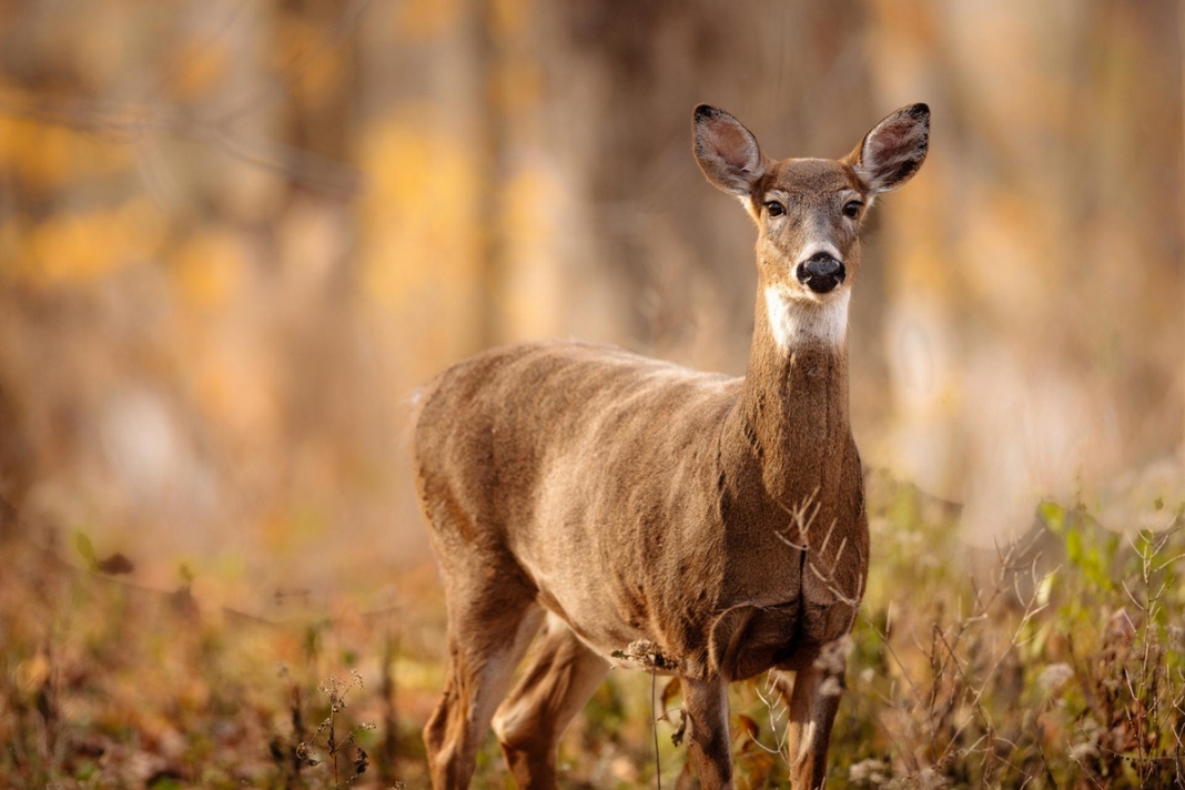 West Virginia governor declares November wild game meat donation month