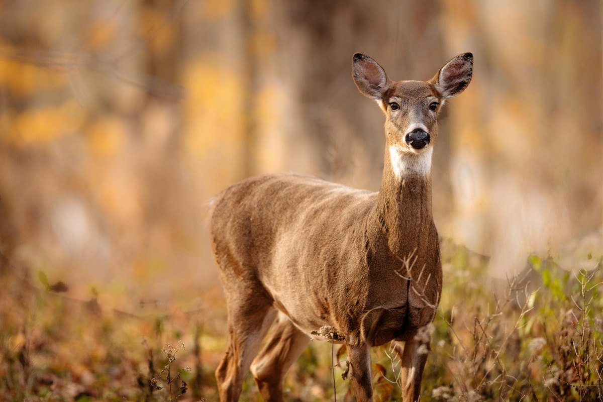 West Virginia governor declares November wild game meat donation month