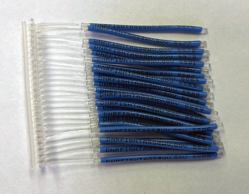 Biologists have released trout marked with unique numbered blue tags into waters during fall stockings.