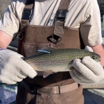 West Virginia trout with tag