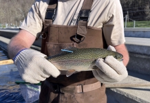 Fall study to provide insight into trout harvest rates, movement in West Virginia Biologists have released trout marked with unique numbered blue tags into waters during fall stockings.