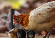 West Virginia confirms new avian influenza in backyard flock in Jackson County Chickens, turkeys, ducks, geese, guinea fowl, quail, pheasants, and backyard mixed flocks are highly susceptible to Highly Pathogenic Avian Influenza. (Photo courtesy Ditya Tma)