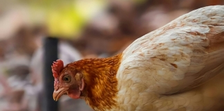 West Virginia confirms new avian influenza in backyard flock in Jackson County Chickens, turkeys, ducks, geese, guinea fowl, quail, pheasants, and backyard mixed flocks are highly susceptible to Highly Pathogenic Avian Influenza. (Photo courtesy Ditya Tma)