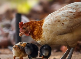 West Virginia confirms new avian influenza in backyard flock in Jackson County Chickens, turkeys, ducks, geese, guinea fowl, quail, pheasants, and backyard mixed flocks are highly susceptible to Highly Pathogenic Avian Influenza. (Photo courtesy Ditya Tma)