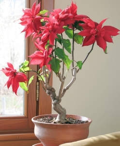 An older poinsettia grows in bonsai fashion with a thick, woody trunk.