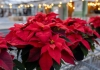 How to keep poinsettias healthy through the holidays—and for years to come Keeping poinsettias vibrant starts with bright light, cool temperatures and careful watering only when the top inch of soil is dry. (WVU Extension Photo)