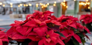 How to keep poinsettias healthy through the holidays—and for years to come Keeping poinsettias vibrant starts with bright light, cool temperatures and careful watering only when the top inch of soil is dry. (WVU Extension Photo)