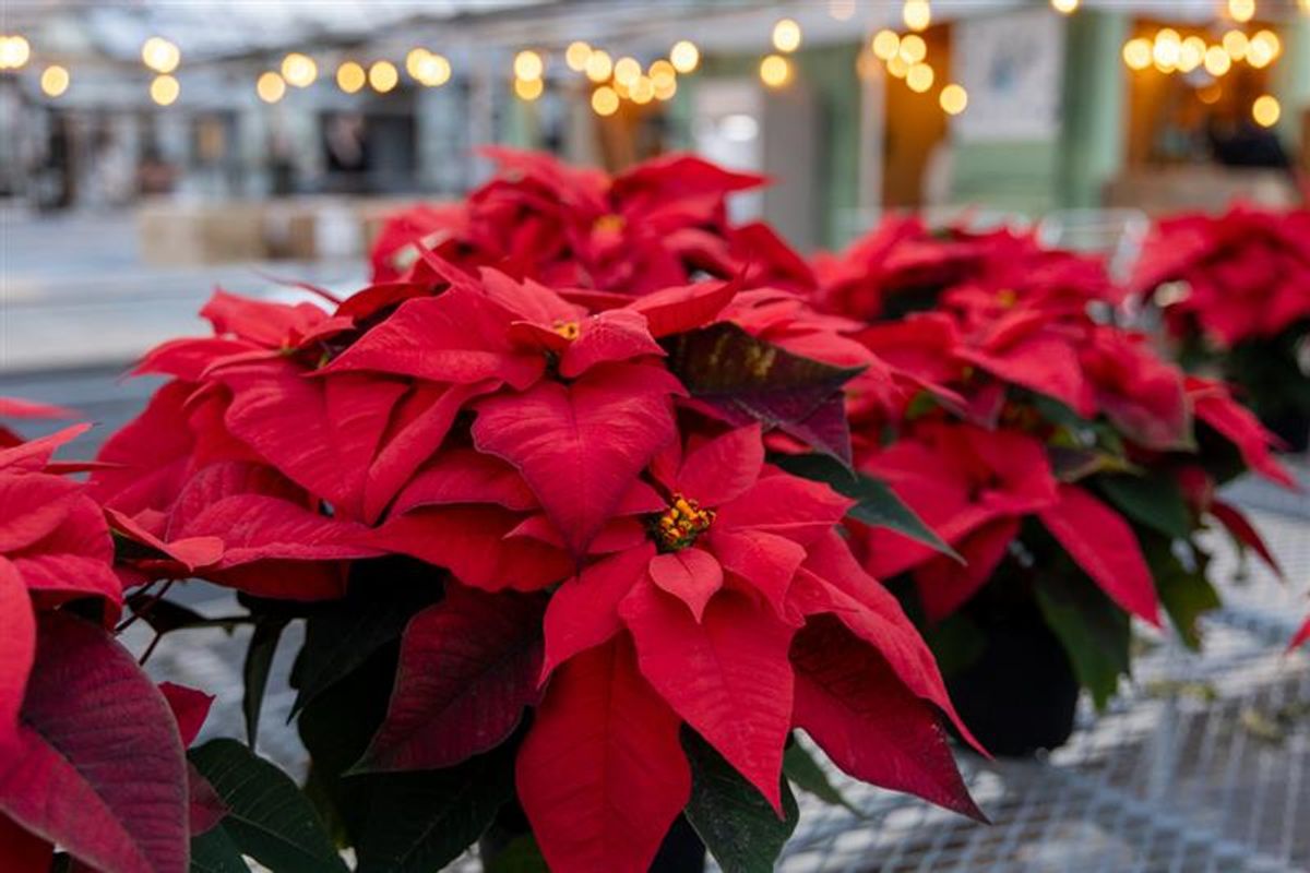 How to keep poinsettias healthy through the holidays—and for years to come